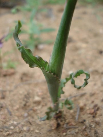 Moraea ciliata leaves